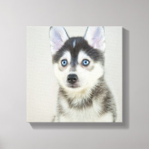 Impressão Em Tela Filhote de cachorro pequeno bonito de Pomsky