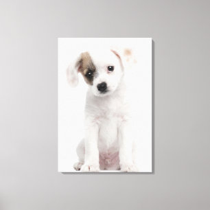 Impressão Em Tela Filhote de cachorro transversal da raça (2 meses