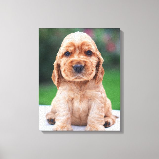 Impressão Em Tela Filhote de Cocker Spaniel (Frente)