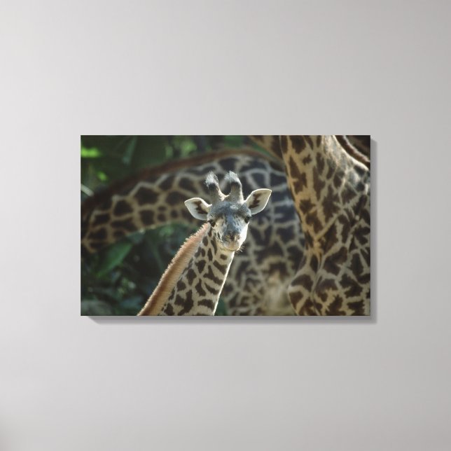Impressão Em Tela Filhote de girafa com girafas (Frente)