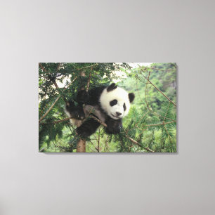 Impressão Em Tela Filhote de Panda Gigante sobe em uma árvore, Vale