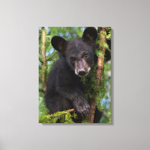 Impressão Em Tela Filhote de Urso Negro Brincando nas Árvores