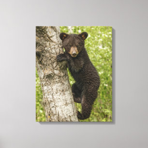 Impressão Em Tela Filhote de Urso Negro na Árvore