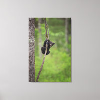 Filhote de urso preto brincando, Tennessee