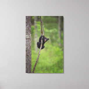 Impressão Em Tela Filhote de urso preto brincando, Tennessee