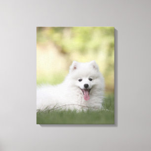 Impressão Em Tela Filhote Fluffy White Keeshond