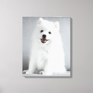 Impressão Em Tela Filhote fofo de Spitz Japonês