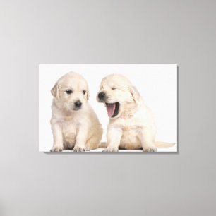 Impressão Em Tela Filhotes de cachorro do golden retriever (4