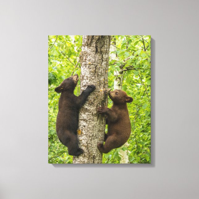 Impressão Em Tela Filhotes de Urso Negro Subindo Árvore (Frente)