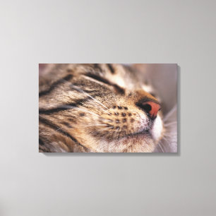 Impressão Em Tela Fim-acima das suiças e do focinho do gato
