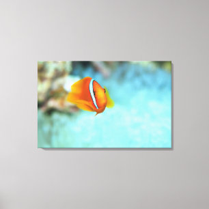 Impressão Em Tela Fim-acima de peixes de anêmona do tomate, Okinawa