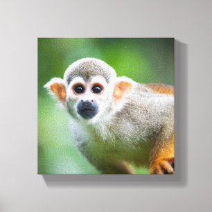 Impressão Em Tela Fim-acima de um macaco de esquilo comum