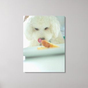Impressão Em Tela Fim-acima de uma caniche diminuta que come a