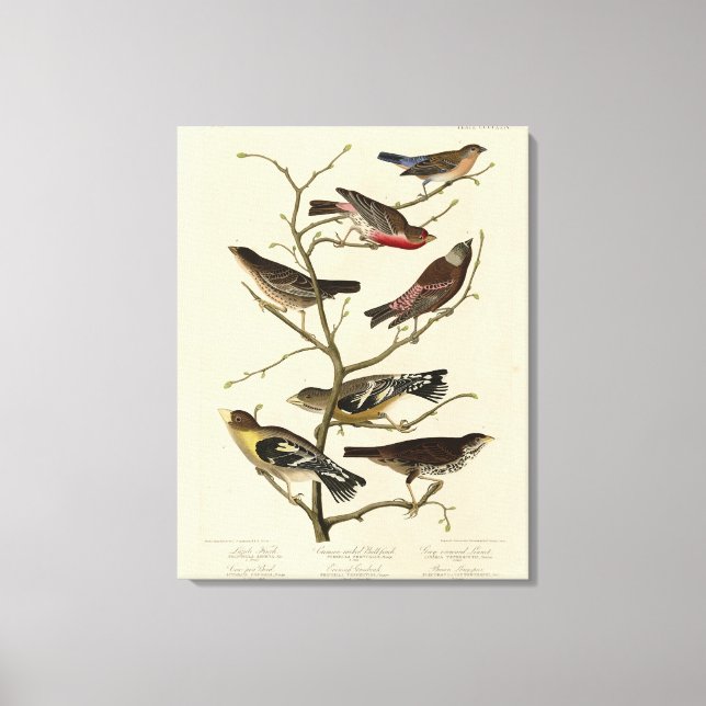 Impressão Em Tela Finch, Bunting, Grosbeak, Aves de Audubon da Améri (Frente)