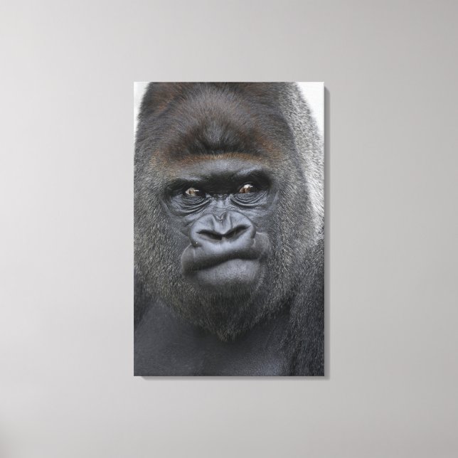 Impressão Em Tela Flachland Gorilla (Frente)