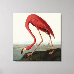 Impressão Em Tela Flamingo do americano de Audubon