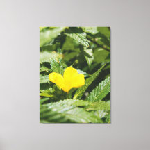 Flor Amarela Ousada Entre Folhas Verdes