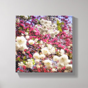 Impressão Em Tela Flor branco e rosa de primavera no País de Gales