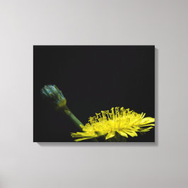 Impressão Em Tela Flor Dandelion