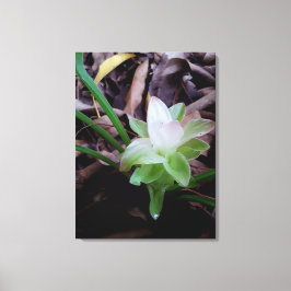 Impressão Em Tela flor de açafrão da-terra