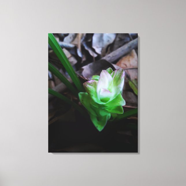 Impressão Em Tela flor de açafrão da terra (Frente)