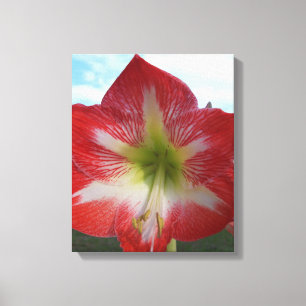 Impressão Em Tela Flor de Amaryllis vermelha e branca contra o céu