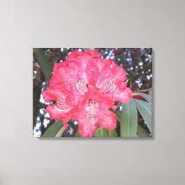 Impressão Em Tela Flor de árvore vermelha