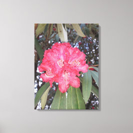 Impressão Em Tela Flor de árvore vermelha