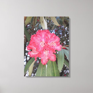 Impressão Em Tela Flor de árvore vermelha
