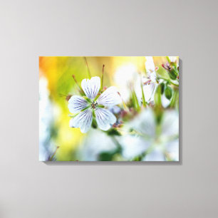 Impressão Em Tela Flor de Gerânio Branco em Flor Fotografia de Cena 