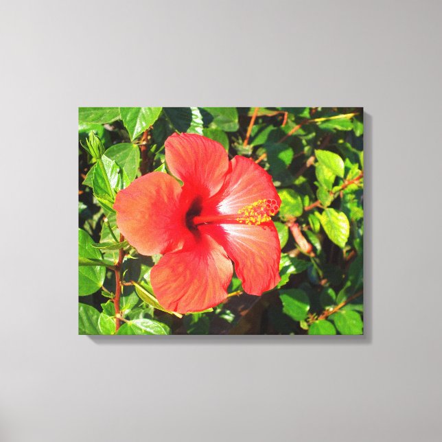 Impressão Em Tela Flor de hibiscus (Frente)