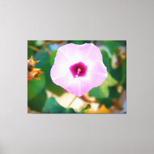 Impressão Em Tela Flor de Ipoméia Rosa