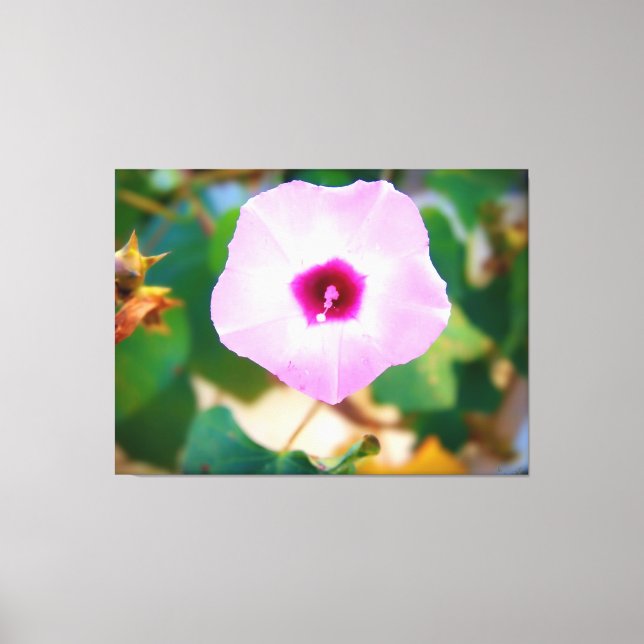 Impressão Em Tela Flor de Ipoméia Rosa (Frente)