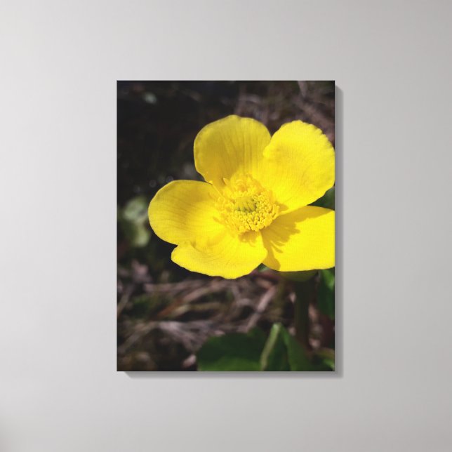 Impressão Em Tela Flor de jardim amarelo (Frente)