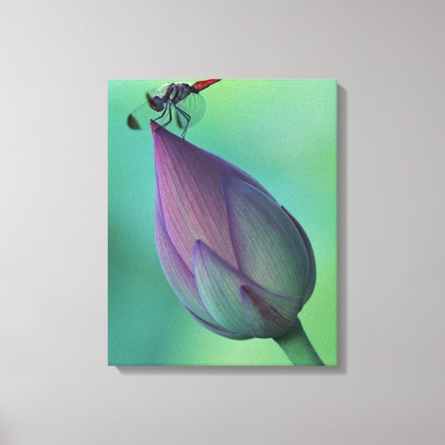 Impressão Em Tela Flor de lótus e libélula (Frente)