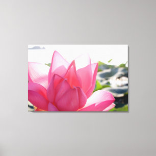 Impressão Em Tela flor de lótus [Nelumbo speciosum] em plena