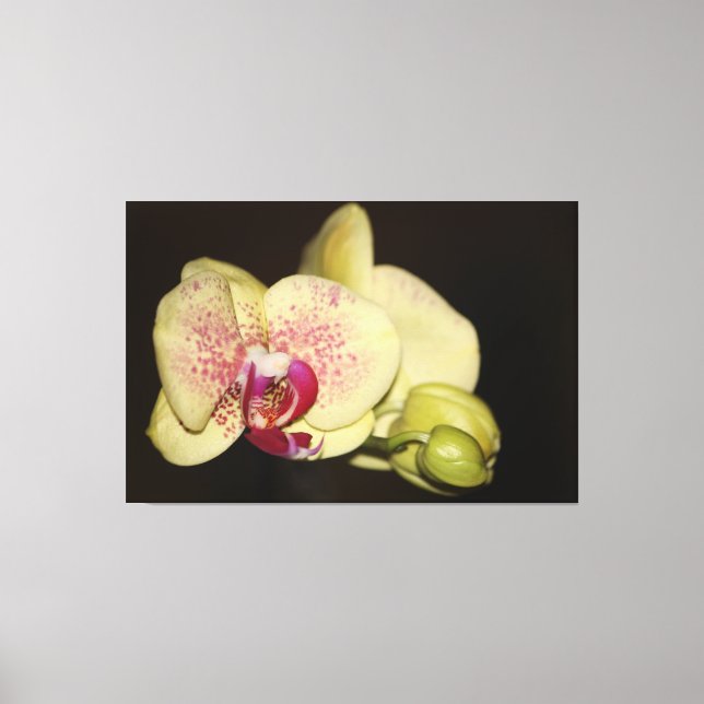 Impressão Em Tela Flor de Orquídea Cremosa (Frente)