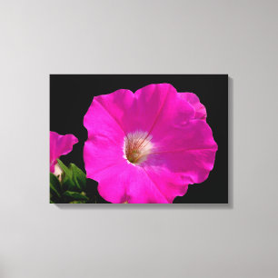 Impressão Em Tela Flor de petúnia rosa-belíssima a preto