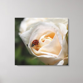 Impressão Em Tela flor de rosa branca e insetos-dama. natureza flora