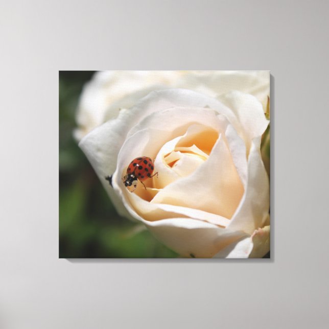 Impressão Em Tela flor de rosa branca e insetos-dama. natureza flora (Frente)