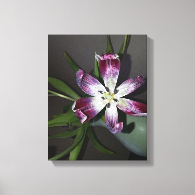 Impressão Em Tela Flor de Tulip (Frente)