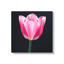 Flor de Tulip