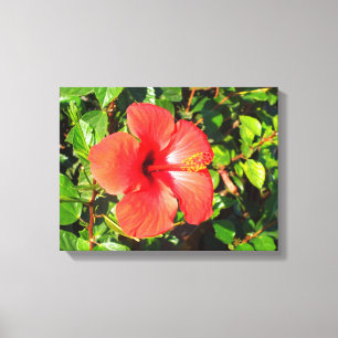 Impressão Em Tela Flor do hibiscus