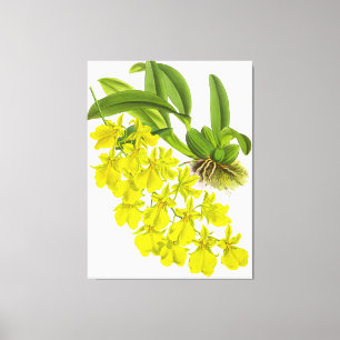 Impressão Em Tela Flor Orquídea Amarela Vintage