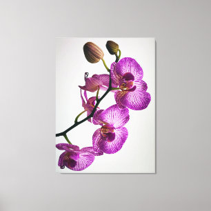 Impressão Em Tela Flor Orquídea Roxa