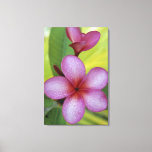 Impressão Em Tela Flor, Plumeria sp.), Pacífico Sul, Niue