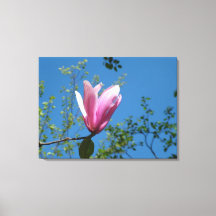 Flor primavera roxa de magnólia no céu azul.