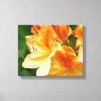 Flor Rhododendron laranja e amarelo