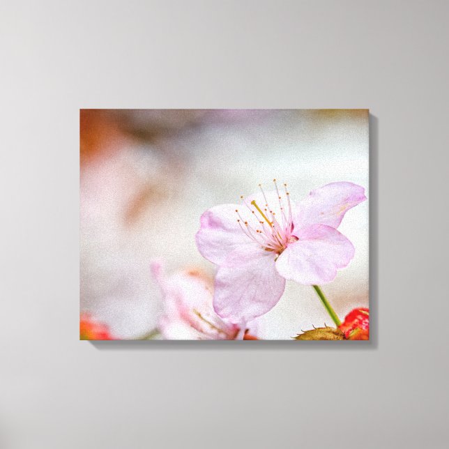 Impressão Em Tela Flor Sakura Rosa Bonita Em Springtime (Frente)