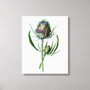 Impressão Em Tela Flor selvagem da antiguidade do cardo do Scottish
